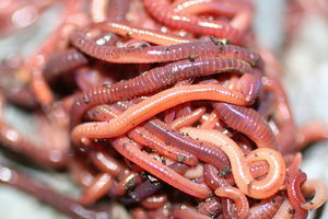 Мифы о червях